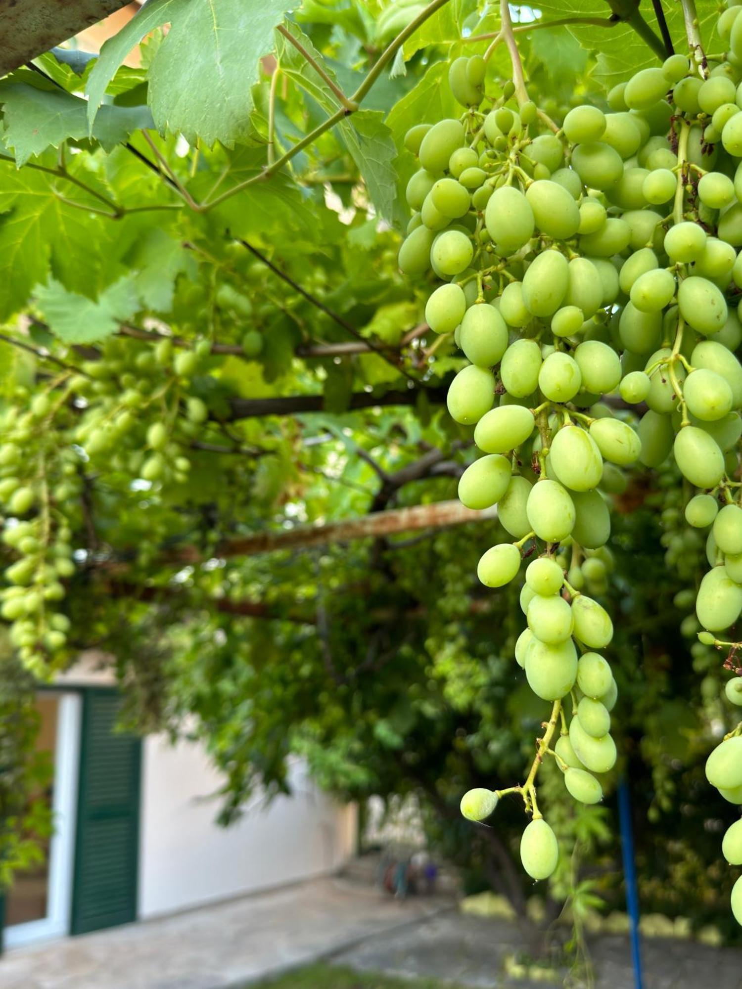 Valentinas Garden Apartman Split Kültér fotó